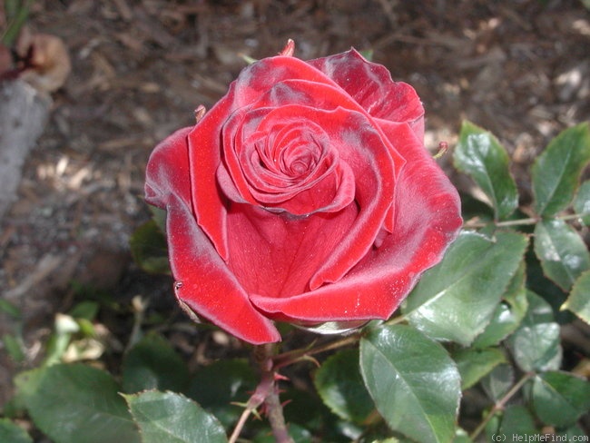 'Black Magic ® (hybrid tea, Evers/Tantau, 1995)' rose photo