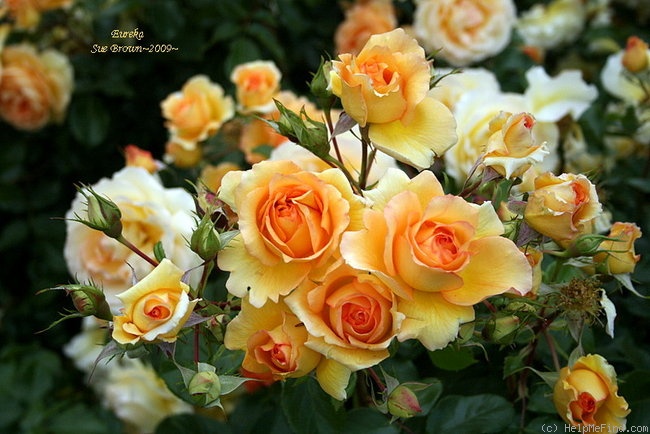 'Eureka ™ (floribunda, Kordes 2002)' rose photo