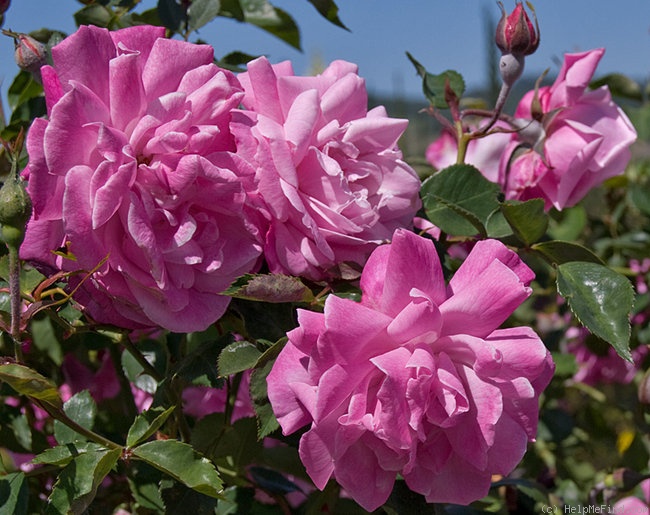 'Napoléon (china, Laffay, pre 1834)' rose photo
