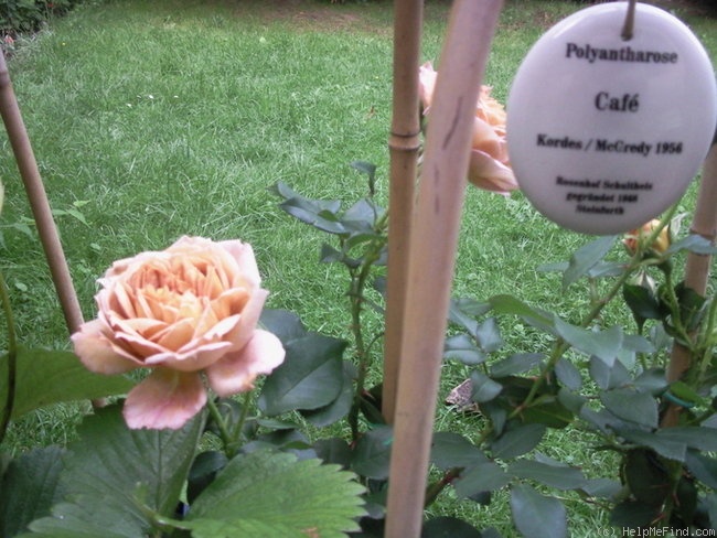 'Café (Floribunda, Kordes,1956)' rose photo