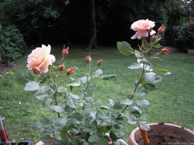 'Westerland (Shrub, Kordes, 1969)' rose photo