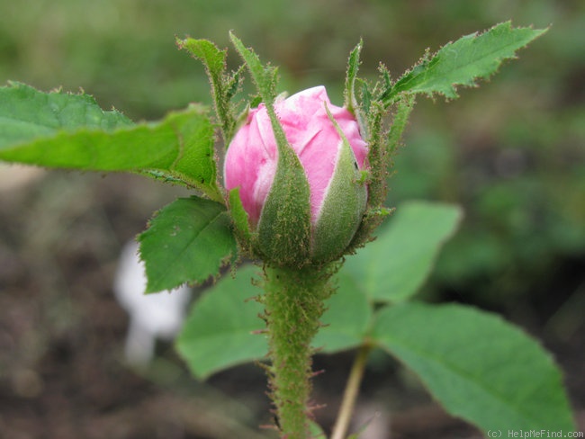 'Salet (Moss, Lacharme, 1854)' rose photo