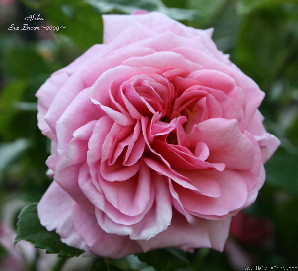'Aloha (cl. hybrid tea, Boerner before 1949)' rose photo