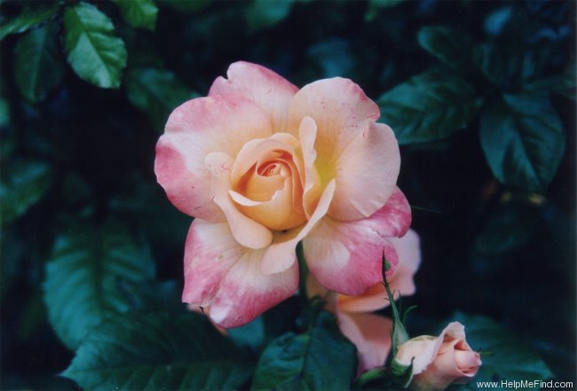 'Fragrant Surprise' rose photo