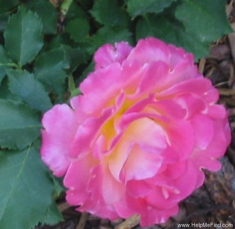 'Granada (hybrid tea, Lindquist, 1963)' rose photo