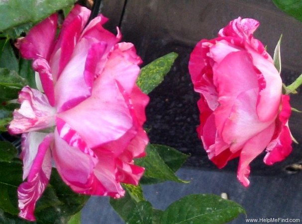 'Tigress ™ (grandiflora, Zary 2005)' rose photo
