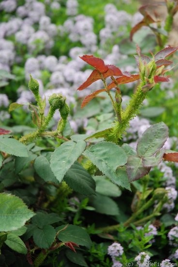'Mousseux du Japon' rose photo
