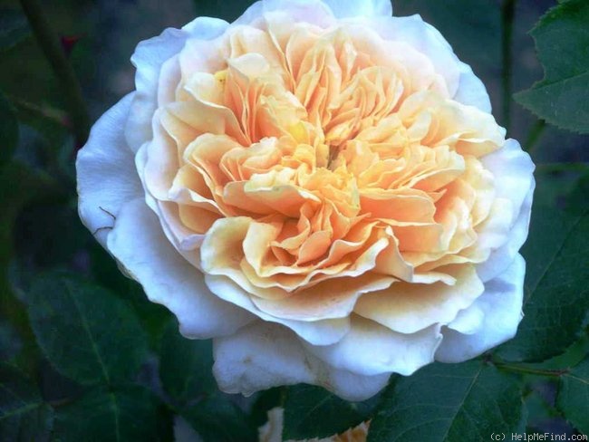 'Golden Moss' rose photo