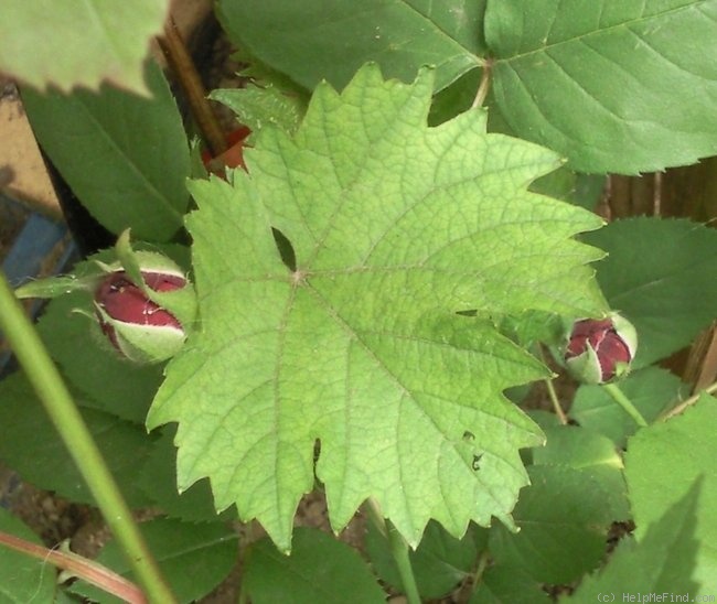 'Souvenir du Docteur Jamain (Hybrid Perpetual, LaCharme, 1865)' rose photo