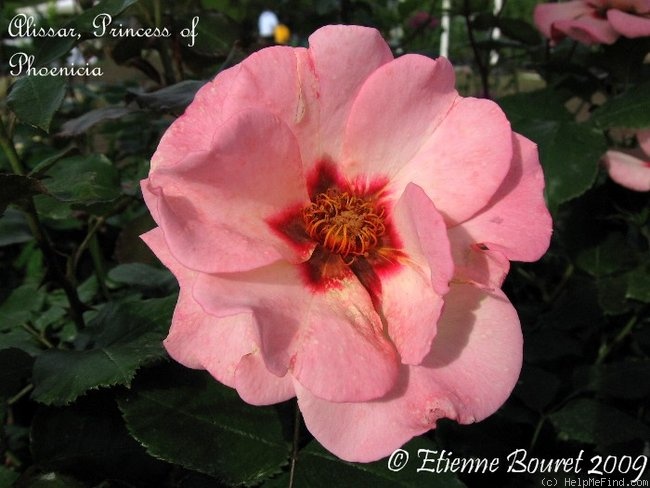 'Alissar, Princess of Phoenicia' rose photo