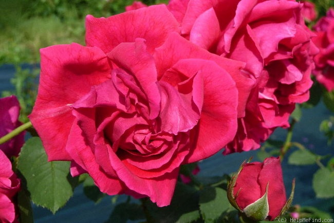 'Hugh Dickson' rose photo