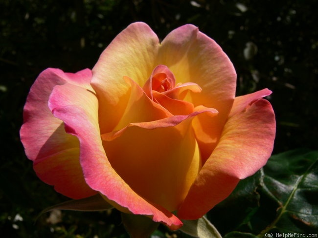 'Grimpant Grand'mère Jenny' rose photo