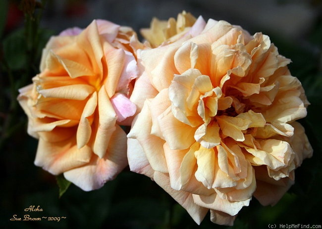 'Aloha ® (climber, LCl, Kordes 2003)' rose photo