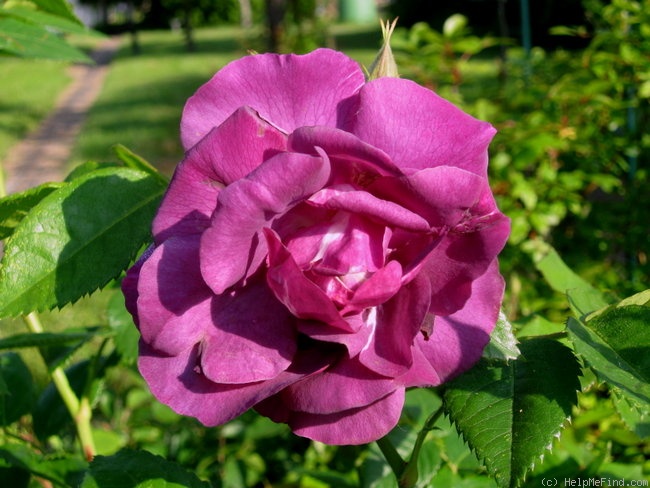 'Rhapsody in Blue ™' rose photo