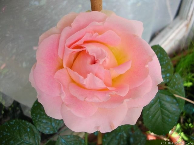 'César ® (climber, Meilland, 1993)' rose photo