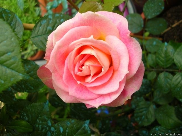 'César ® (climber, Meilland, 1993)' rose photo