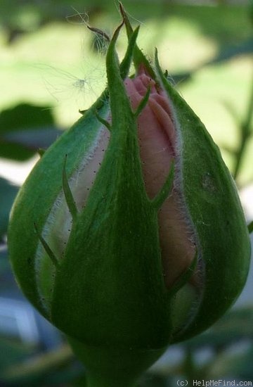 'Oriane' rose photo