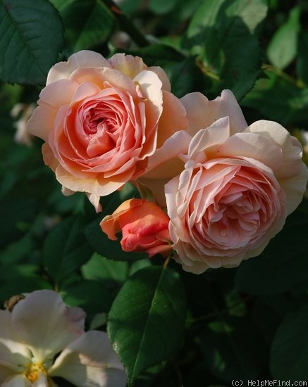 'A Shropshire Lad' rose photo