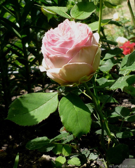 'First Lady® (florists' rose, Tantau, 2005)' rose photo