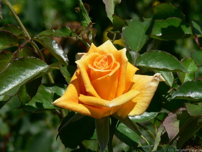 'Golden Monica ®' rose photo