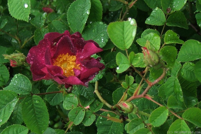'Belle Sultane' rose photo