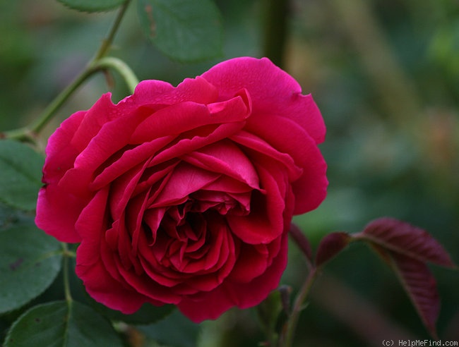 'Hugh Dickson' rose photo
