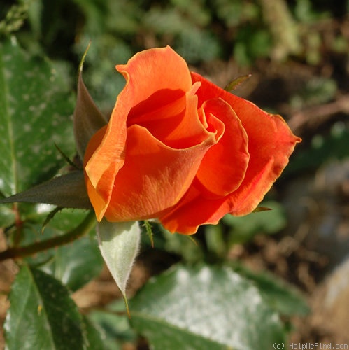 'Angèle Pernet (pernetiana, Pernet-Ducher 1923)' rose photo