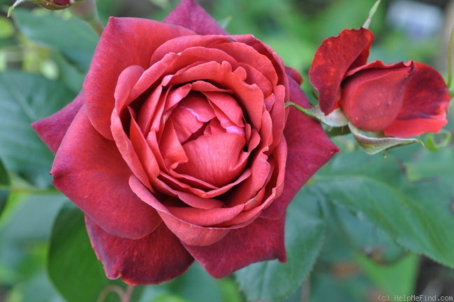 'Chocolate Sundae ™' rose photo