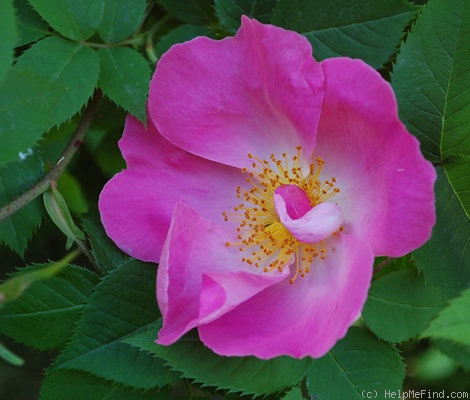 'Complicata' rose photo