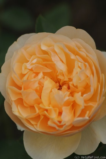 'Graham Thomas' rose photo