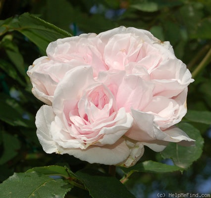 'Souvenir de la Malmaison, Cl.' rose photo