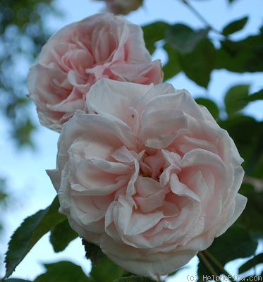 'Souvenir de la Malmaison, Cl.' rose photo