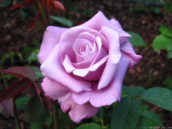'Charles de Gaulle ®' rose photo