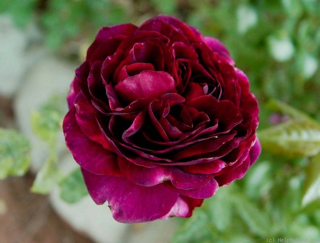'Astrid Gräfin von Hardenberg' rose photo