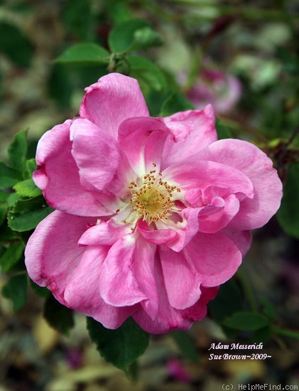 'Adam Messerich (Bourbon, Lambert 1920)' rose photo