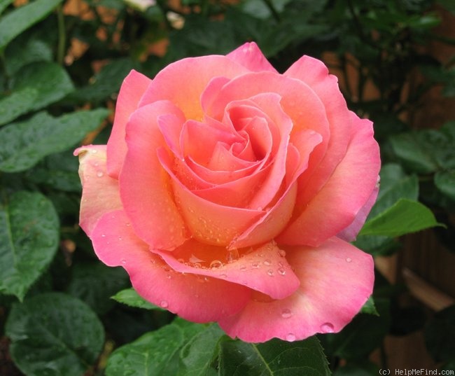 'Chicago Peace' rose photo