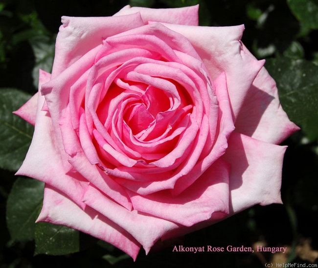'Irene's Delight (hybrid tea, Varney, 1978)' rose photo