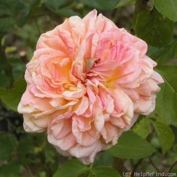 'Alchymist (Rambler, Kordes, 1956)' rose photo