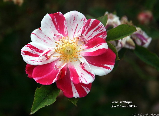 'Stars 'n' Stripes' rose photo