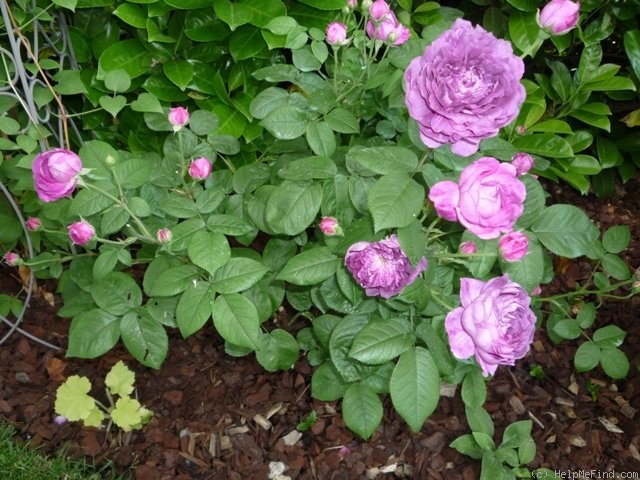 'Cardinal de Richelieu (Hybrid China, Parmentier, pre 1847)' rose photo