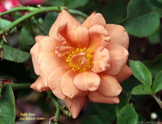 'Teddy Bear ™' rose photo
