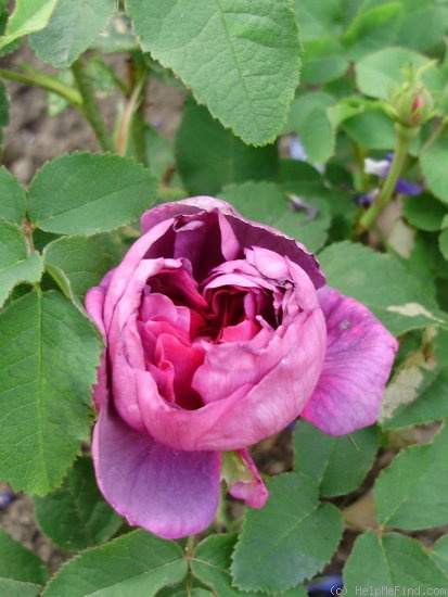 'Indigo (portland, Laffay, 1843)' rose photo