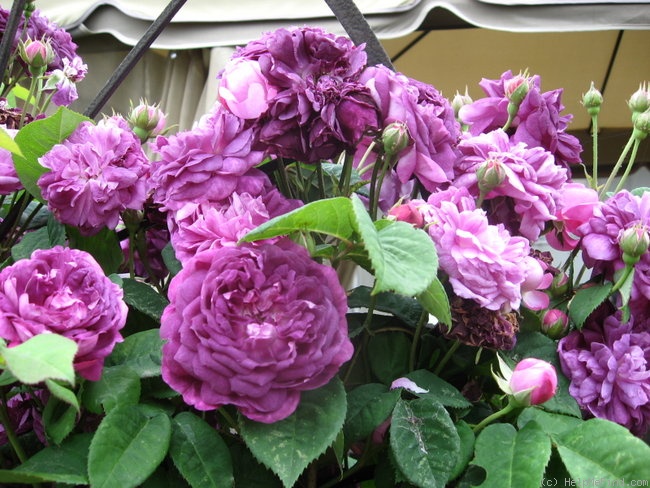 'Bleu Magenta' rose photo