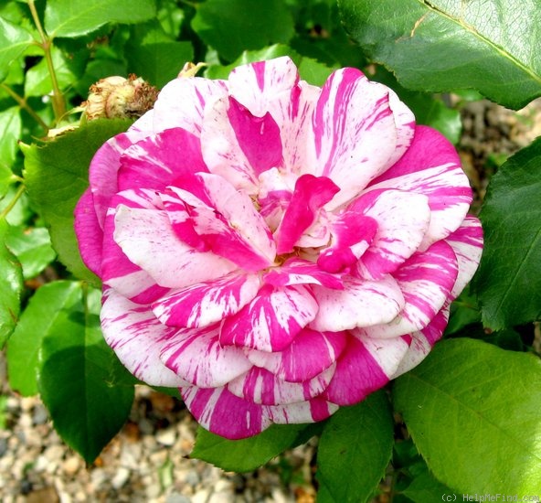 'Julio Iglesias (floribunda, Meilland, 2006)' rose photo