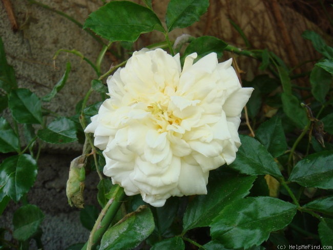 'Albéric Barbier (Rambler, Barbier, 1900)' rose photo