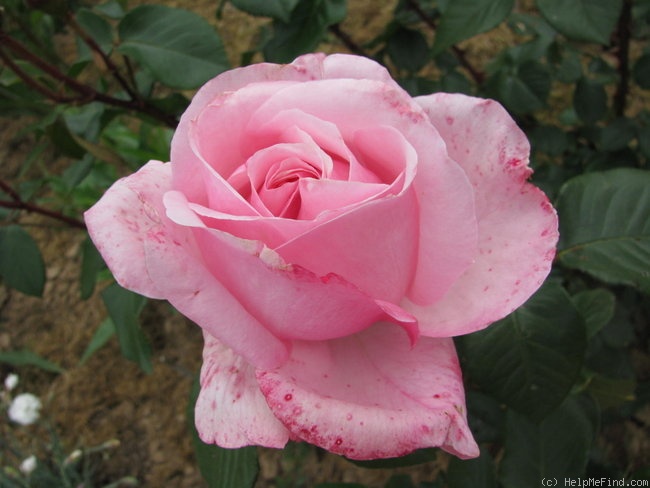'Major Gagarin' rose photo