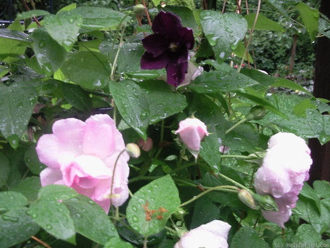 'Jasmina ™ (LCl, Kordes, 1996)' rose photo