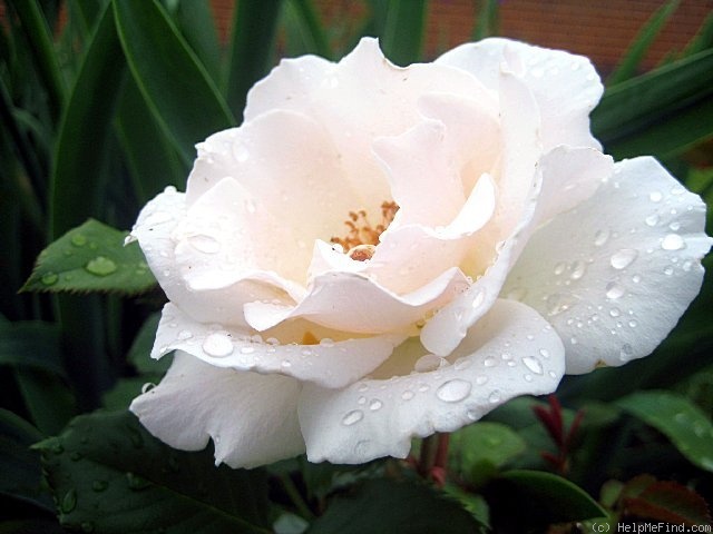 'Margaret Merril (Floribunda, Harkness, 1977)' rose photo