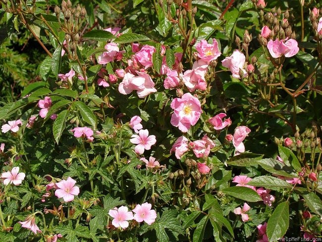 'Frisson Frais' rose photo