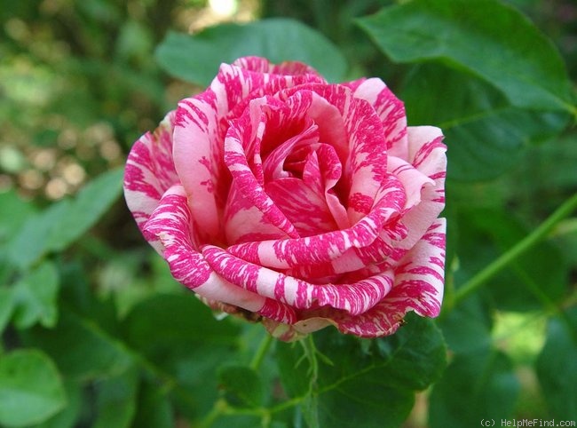 'Pink Intuition' rose photo